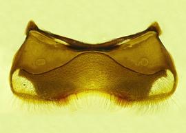   Anthidium illustre  male, ventral view of fourth sternum (S4), photo from Gonzalez and Griswold 2013 
